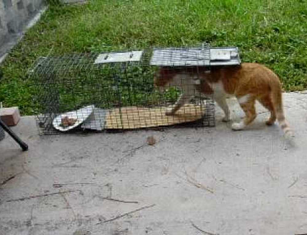 Как выманить кошку из укрытия – как достать кота?