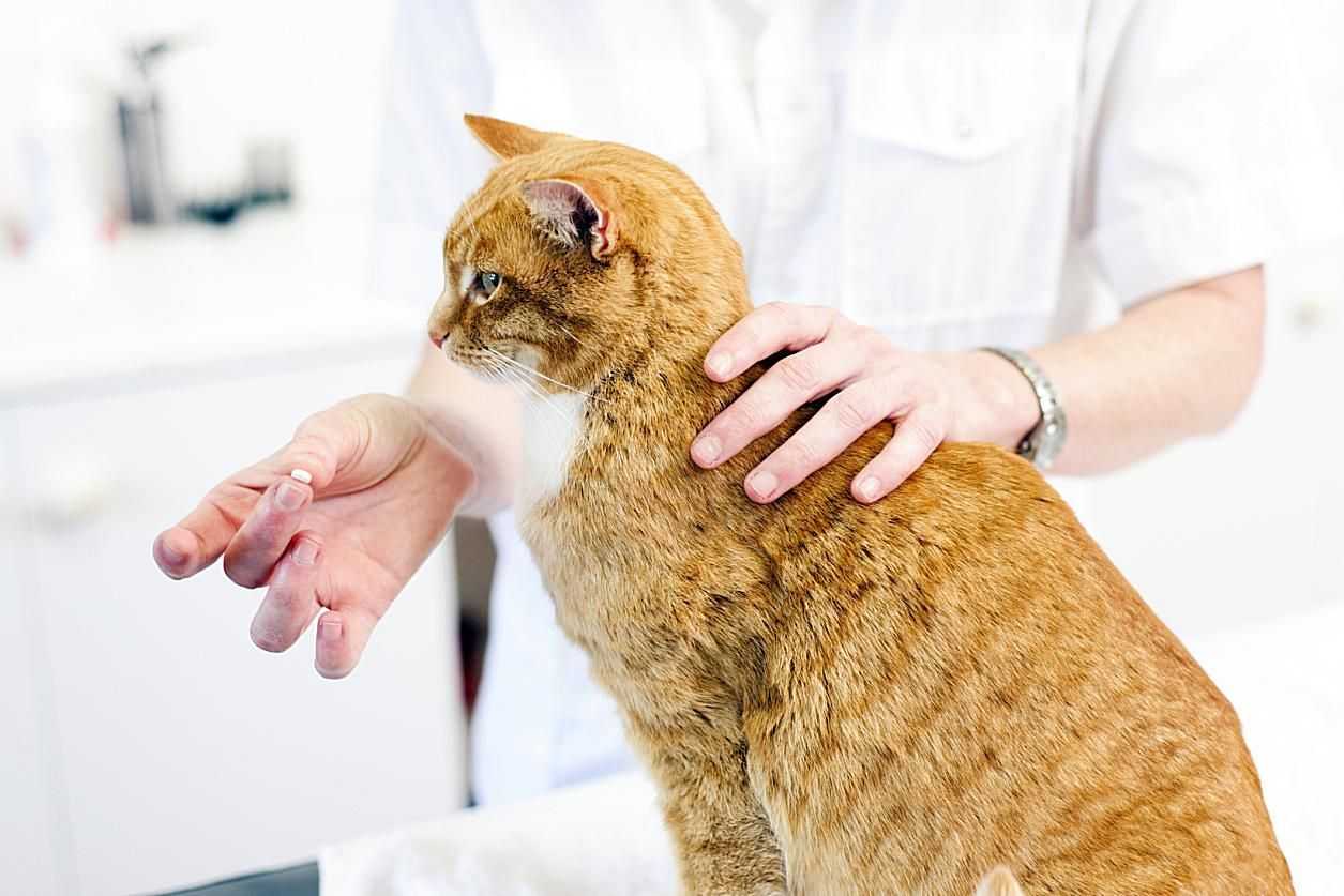 5 причин, как дать коту таблетку от глистов