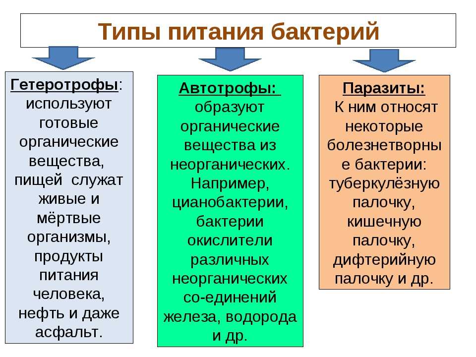 Гетеротрофы и автотрофы схема