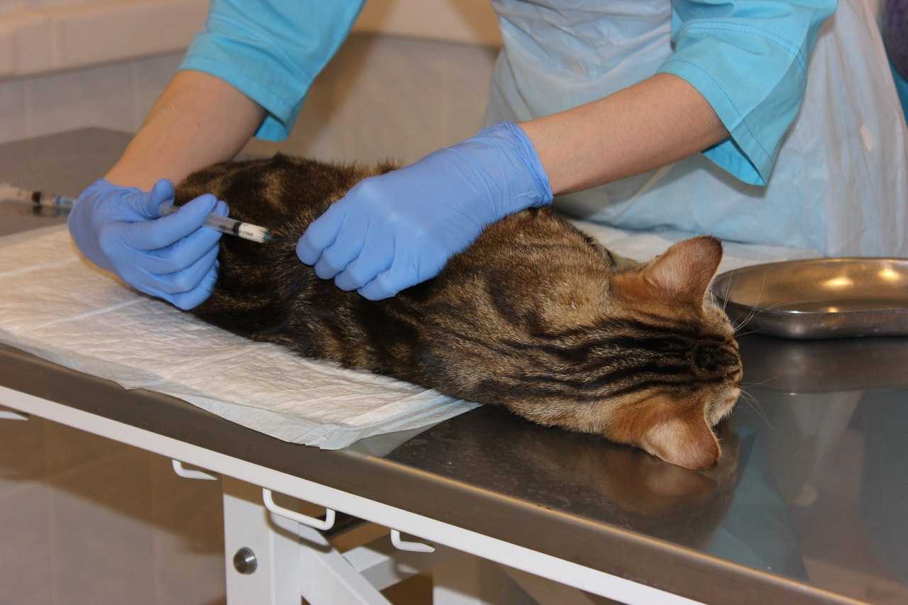 Часто задаваемые вопросы о стерилизации кошек