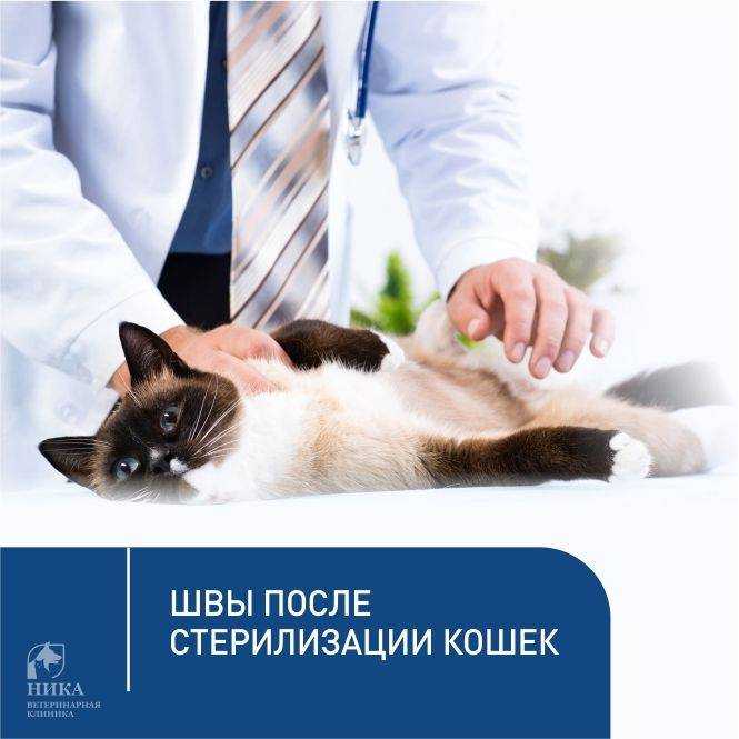 Стерилизация кошки: сколько стоит, плюсы и минусы и когда лучше делать