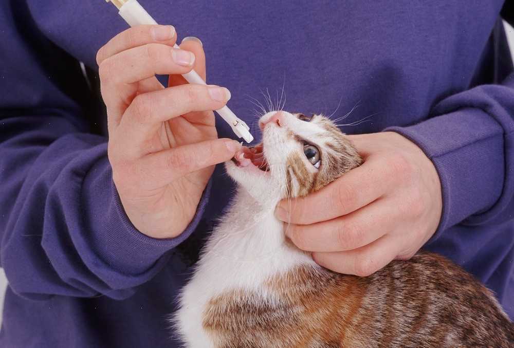 Как дать таблетку кошке: топ-5 лучших способов, как правильно давать кошке лекарство или таблетку