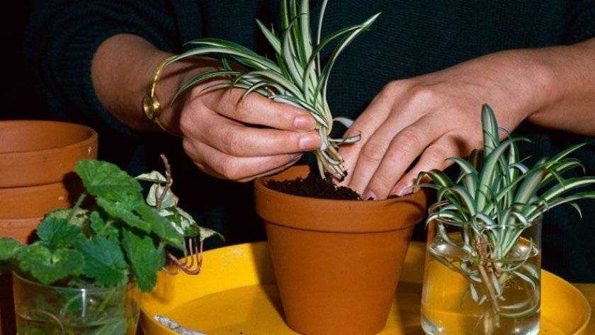Растение хлорофитум: размножение и уход за ним