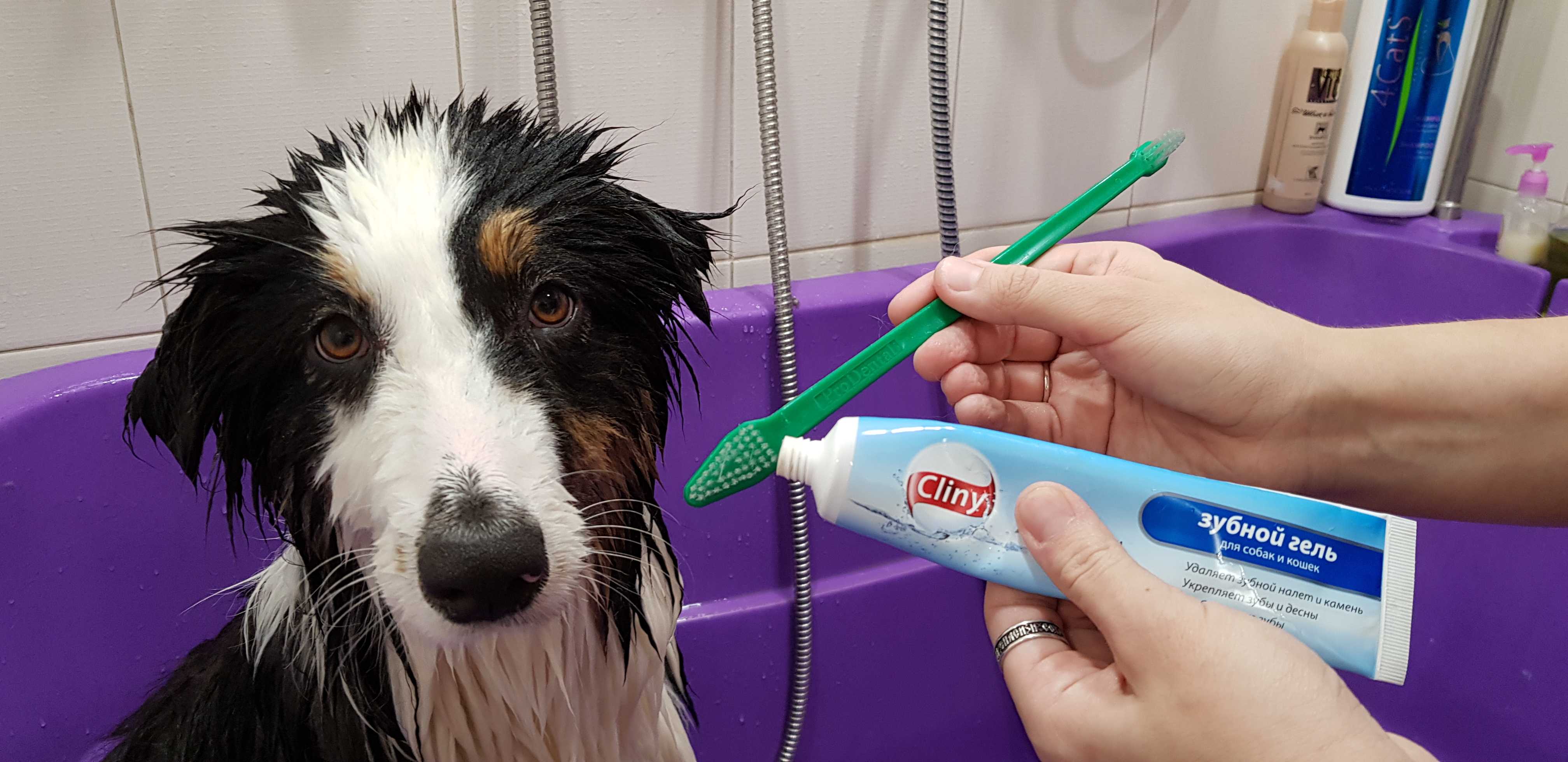Пошаговый мастер класс: как чистить зубы собаке