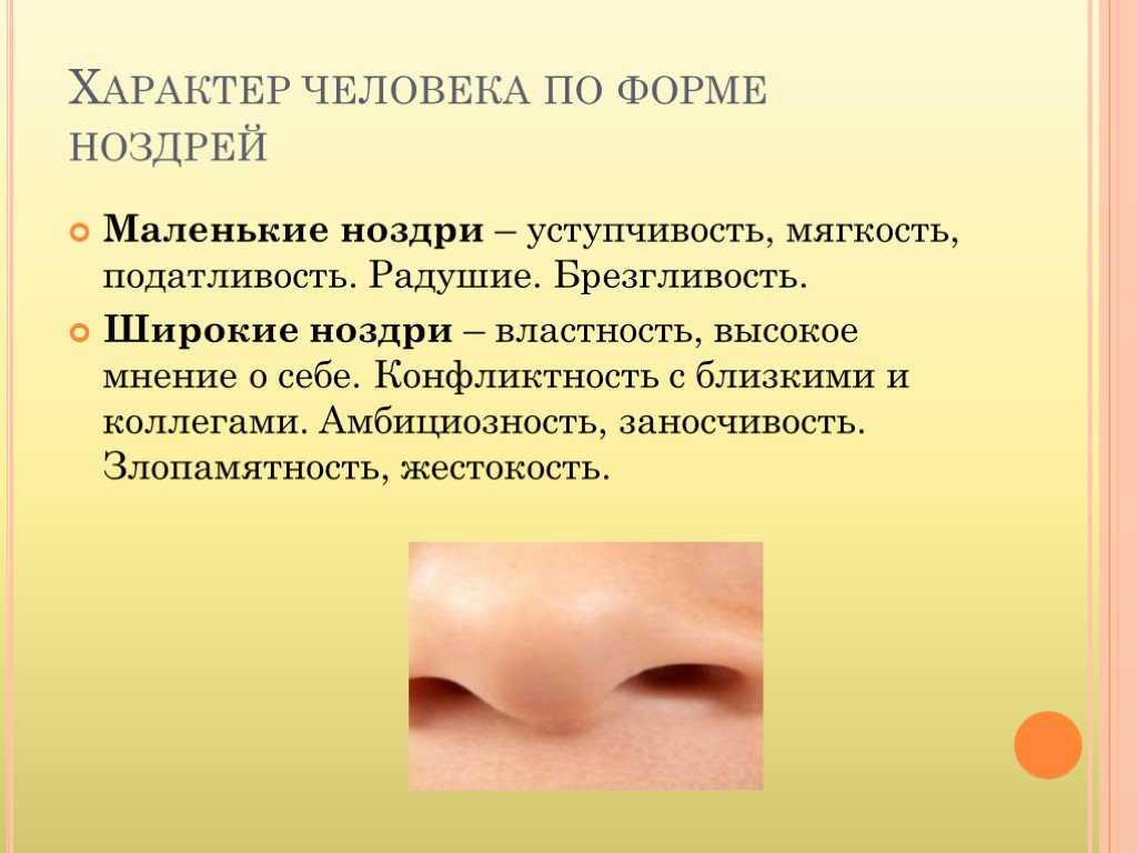 Классификация типов носов