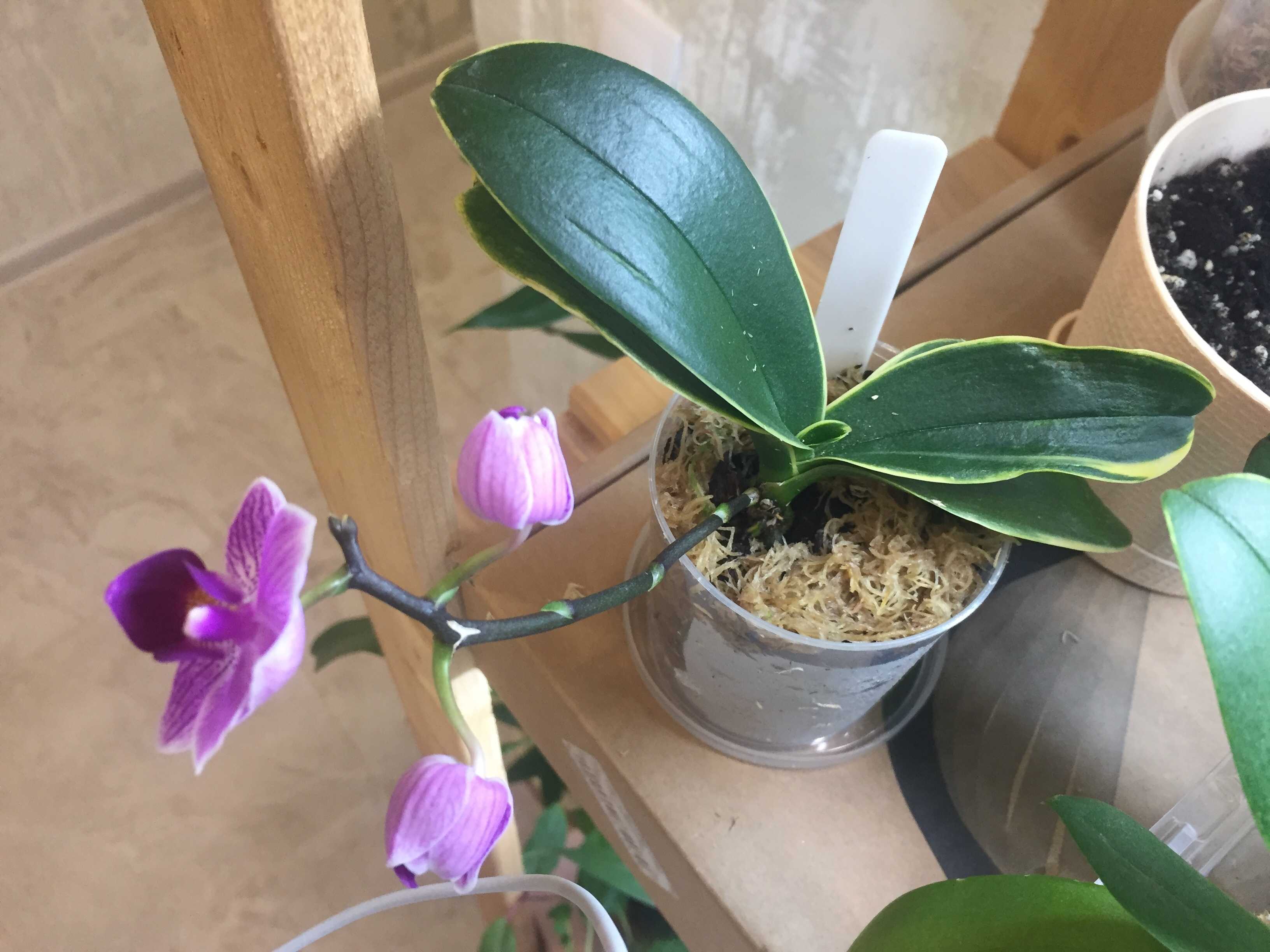 Орхидея в доме: приметы, суеверия и правила круглогодичного цветения :: инфониак
