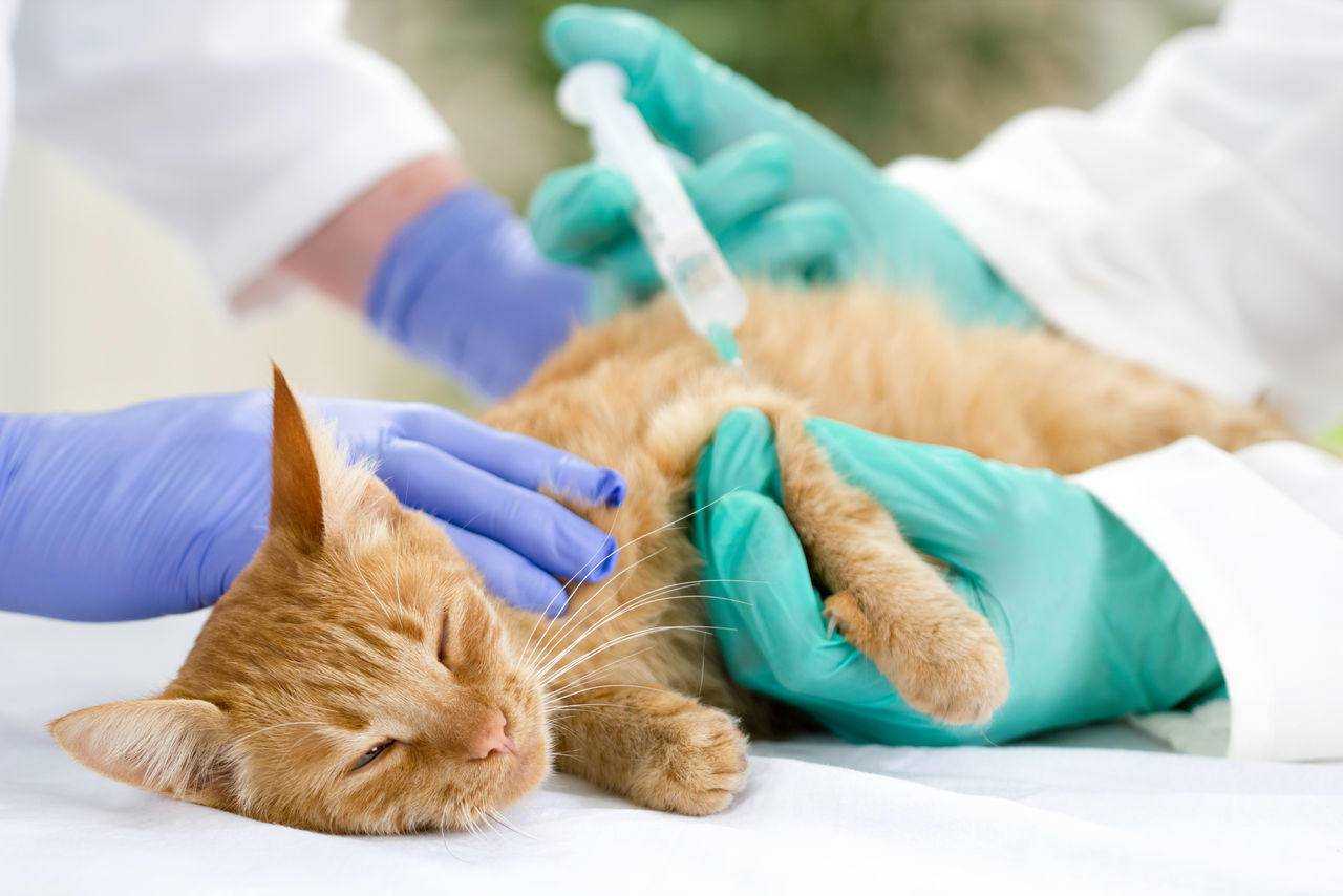 Как усыпляют кошек в домашних условиях – эвтаназия в клинике