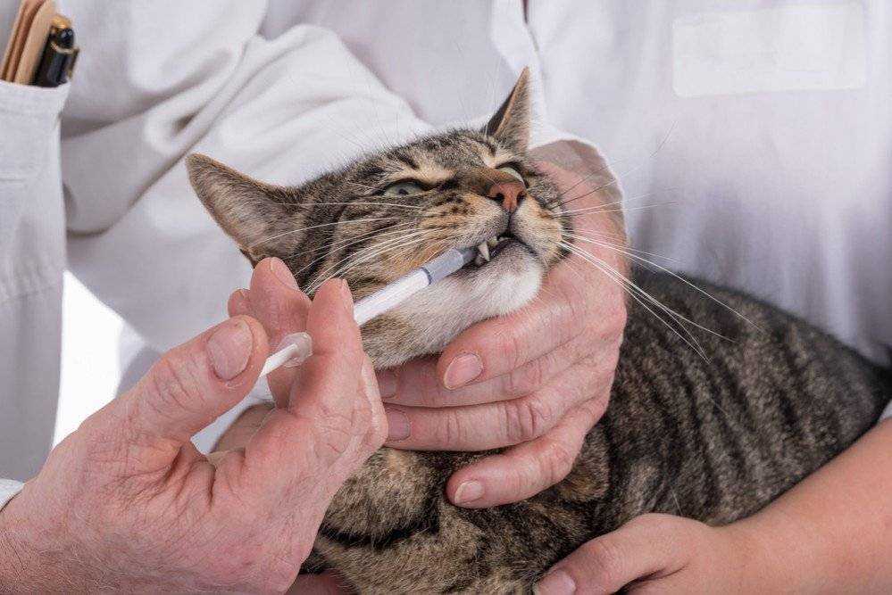 Как дать таблетку кошке, чтобы лекарство принесло пользу и никто не пострадал