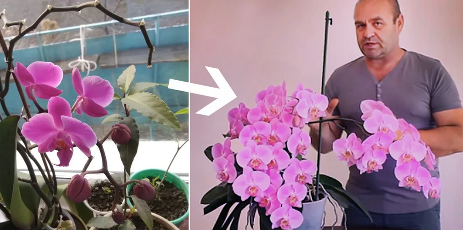 Уход за орхидеей в домашних условиях — как ухаживать, поливать, пересадить?
