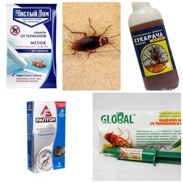 Дезинсекция от тараканов: как подготовить квартиру, средства и отзывы