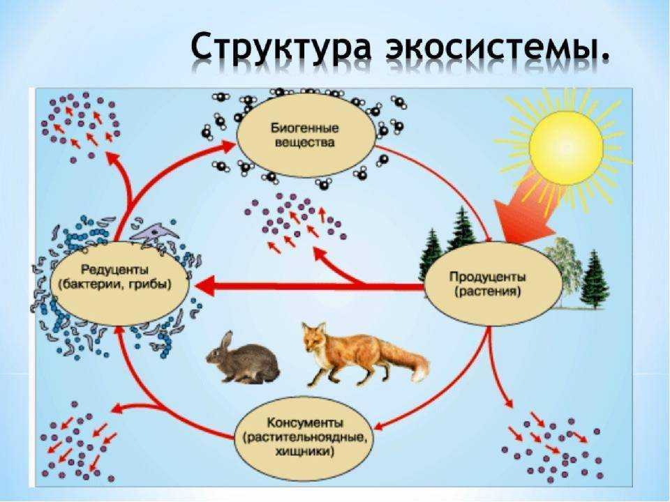 Экосистема биогеоценоз структура экосистемы. Схема круговорота веществ 5 класс биология. Структура экосистемы схема 11 класс биология. Экологическая структура экосистемы продуценты.