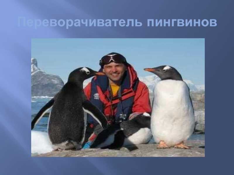 Поднимать пингвинов в антарктиде вакансии. Антарктида переворачиватель пингвинов. Переворачиватель пингвинов профессия. Профессия переворачивать пингвинов в Антарктиде. ПОДНИМАТЕЛЬ пингвинов профессия.