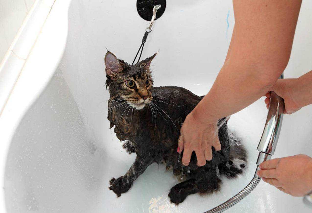 Как помыть кошку? важные правила и рекомендации | ваши питомцы