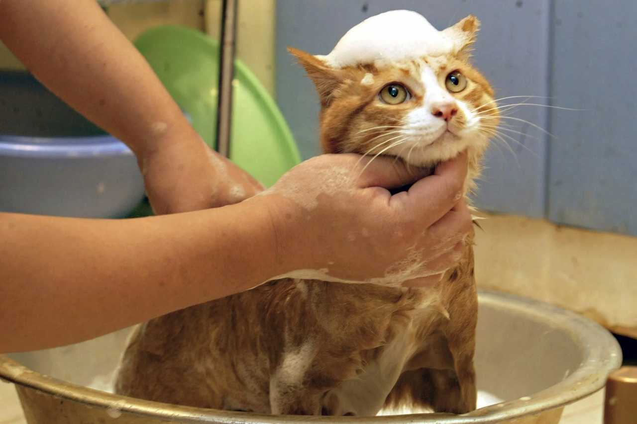 Симптомы и лечение стресса у кошек: как успокоить кота после переезда или посещения ветеринара?