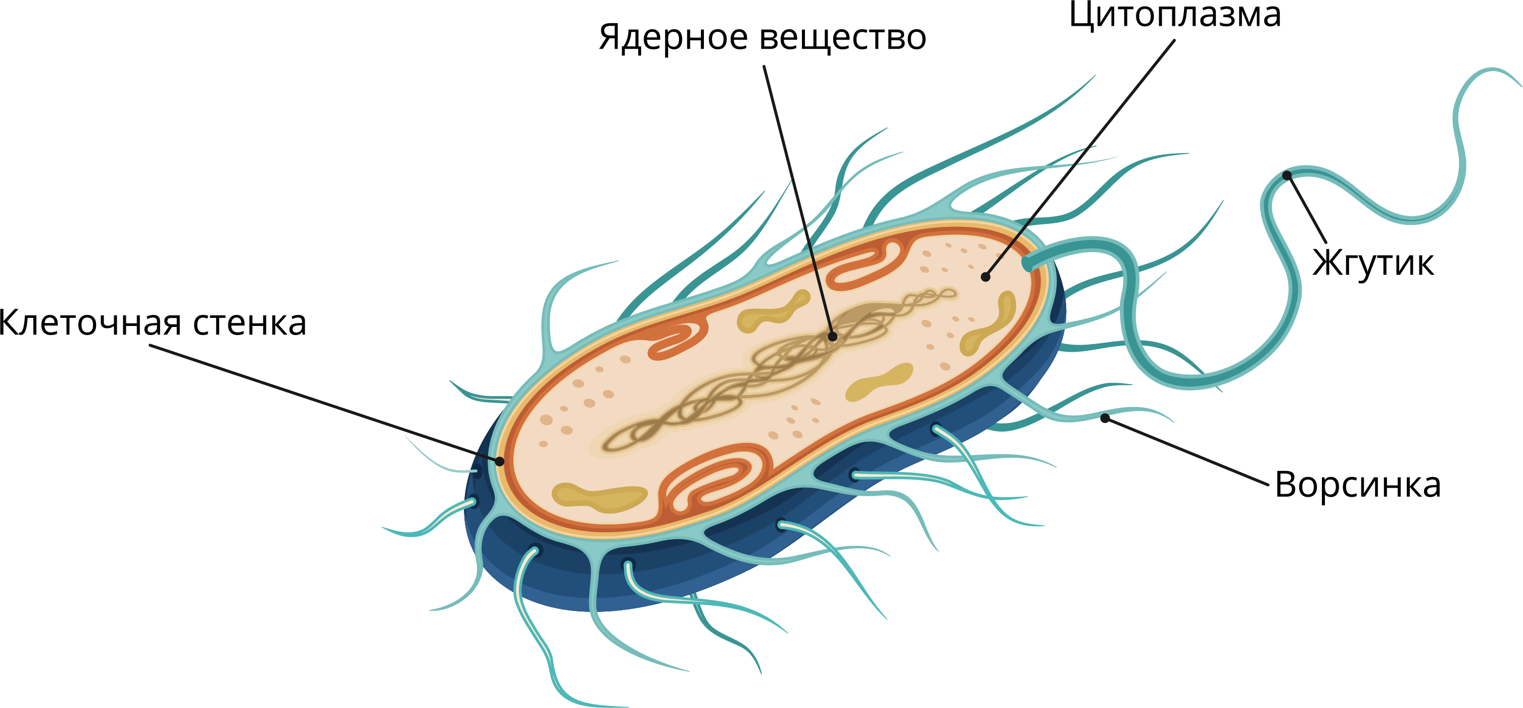 Бактериальная клетка окружена плотной. Строение бактериальной клетки 6 класс биология. Строение бактериальной клетки 5 класс биология. Строение бактериальной клетки 5. Строение бактериальной клетки 5 класс биология рисунок.