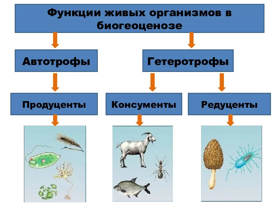 Консументы 1 и 2 примеры Продуценты консументы и редуценты презентация