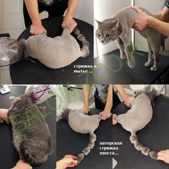 Можно ли стричь кошек? причины за и против, как делать правильно, виды стрижек, польза и вред