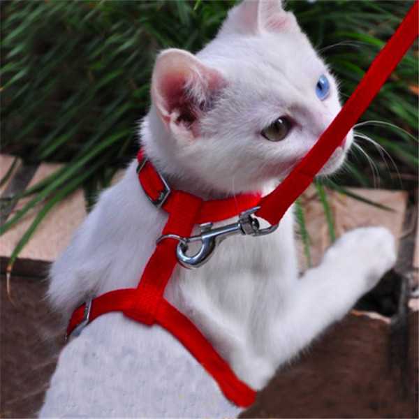 Поводки и шлейки для прогулки с котом или кошкой: особенности выбора, как надеть приспособление на питомца, пошаговая фото инструкция, видео