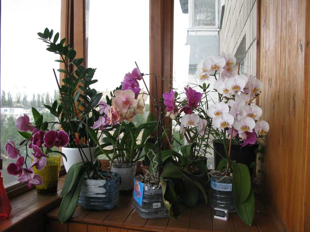 Правильный уход за орхидеей во время цветения: тонкости, особенности, советы цветоводов