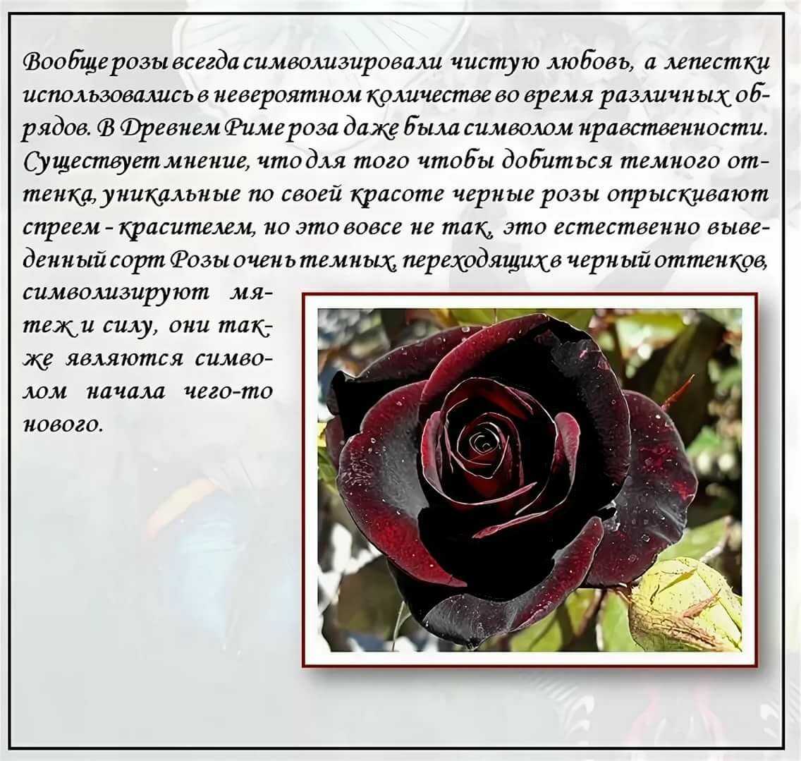 Красная роза на языке цветов