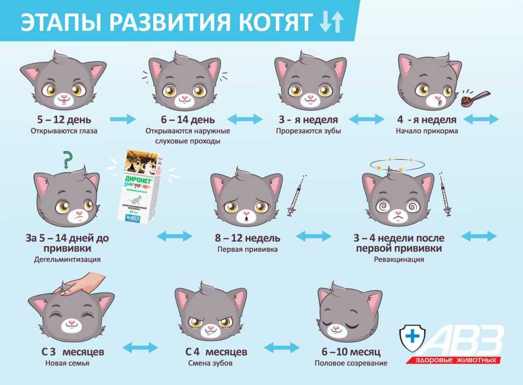 Течка у кошки: сколько длится и как часто бывает