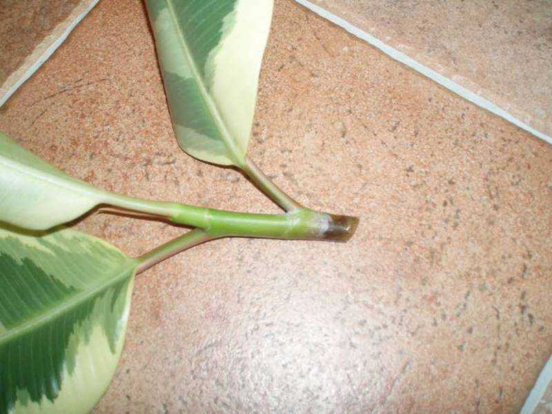 Как размножить фикус листом в домашних условиях