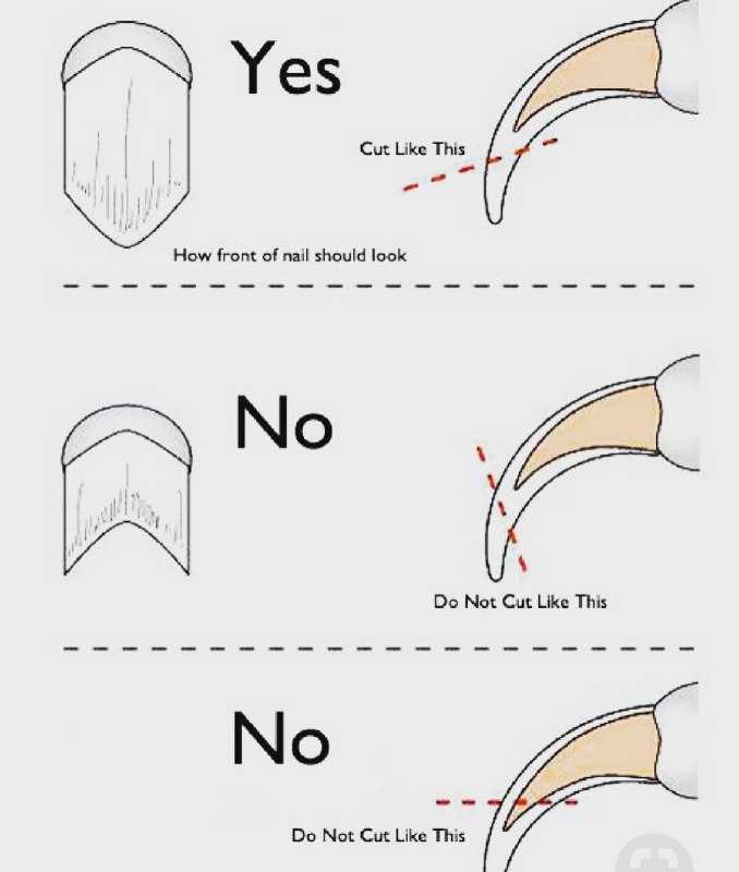 Как подстричь когти у ротвейлера