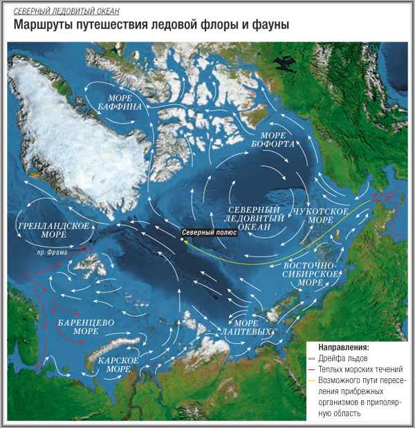 Теплое течение ледовитого океана. Море Бофорта течения. Течения Северного Ледовитого океана на карте. Северный Ледовитый океан схема. Восточно Гренландское течение на карте Северного Ледовитого океана.