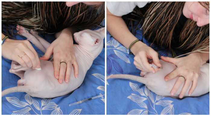 Как сделать укол коту внутримышечно, подкожно и внутривенно в домашних условиях?