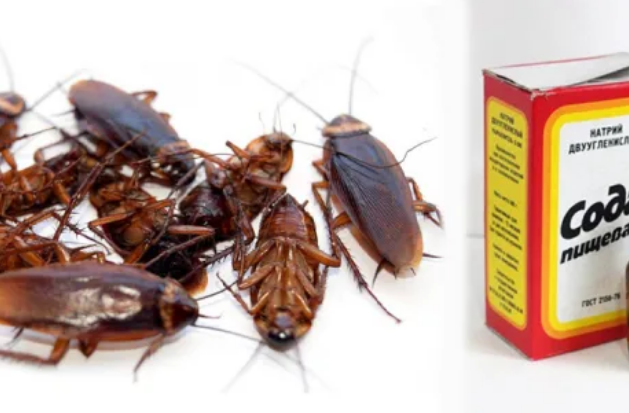 Как избавиться от тараканов в квартире навсегда инструкция