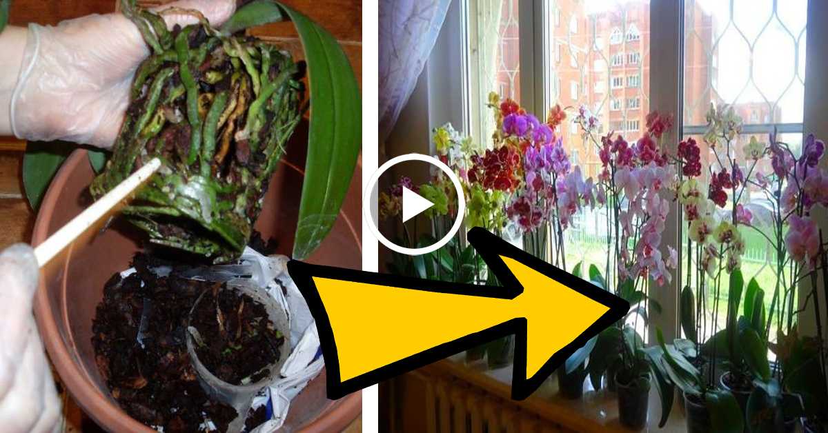 Причины  почему у орхидеи вянут цветы и бутоны. проблемы цветения. | страна мастеров