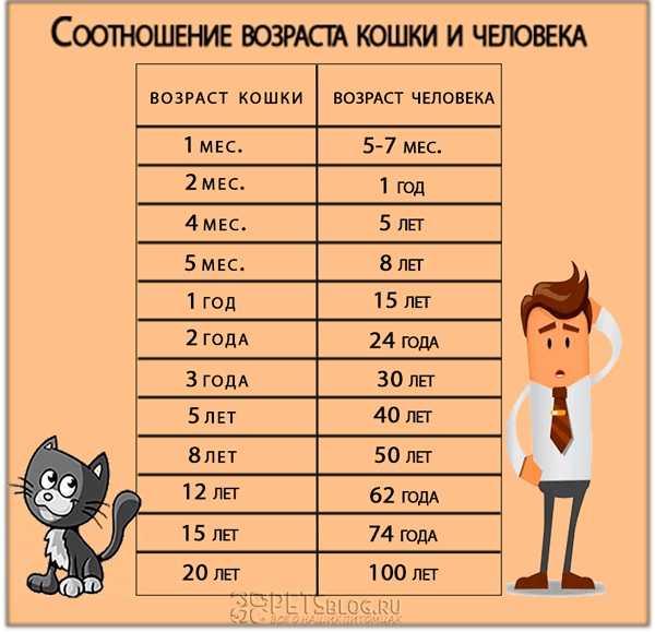Как определить возраст кота - wikihow