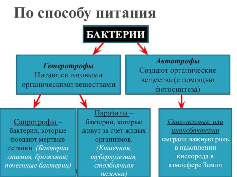 Автотрофы и гетеротрофы: таблица по биологии для 9 класса, разделение на другие способы питания