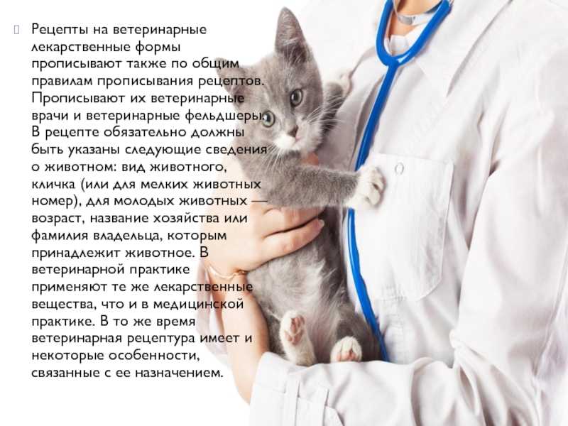 В каком возрасте стерилизуют кошек, когда лучше делать стерилизацию: советы ветеринаров