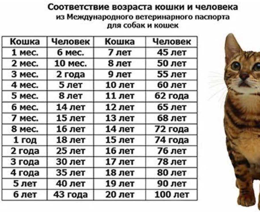 Как определить возраст кошки по зубам, весу, шерсти, глазам - zoosecrets