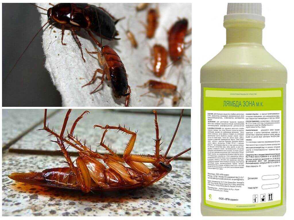 Как избавиться от тараканов в квартире навсегда пошаговая стратегия по истреблению прусаков