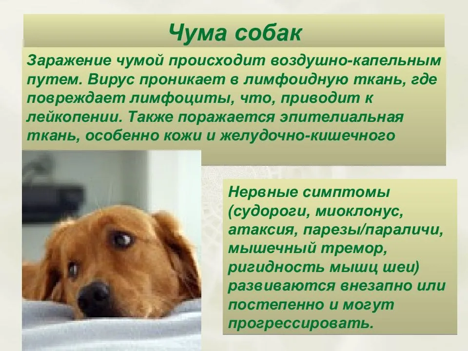 Чумка у собак: первые признаки, симптомы и лечение заболевания