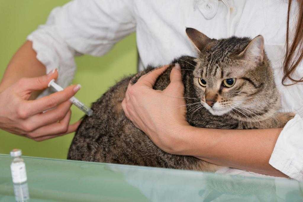 Через сколько после родов можно стерилизовать кошку