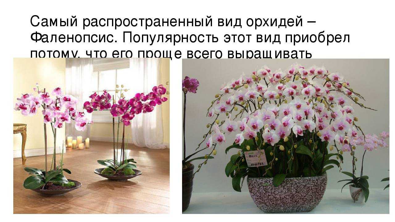 Как цветет орхидея в домашних условиях и в природе: фото и видео признаков того, что она должна начать распускаться и как понять, когда процесс завершится