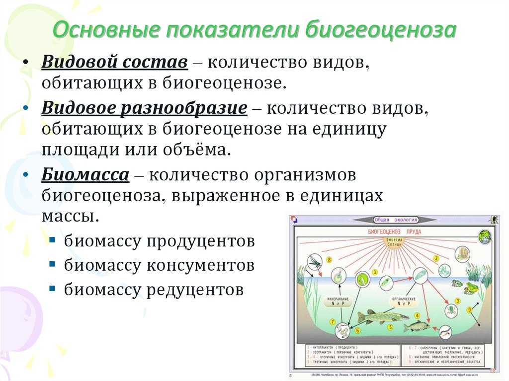 Растение группа биогеоценоза. Основные показатели экосистемы. Основные показатели биогеоценоза. Биогеоценоз, его структура и функции.. Функции биогеоценоза.