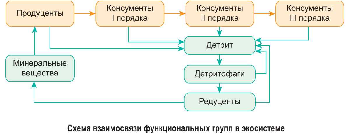 Продуценты разлагают минеральные вещества. Структурные компоненты экосистемы схема. Функциональные группы экосистемы. Структурно функциональная схема экосистемы. Взаимосвязи в экосистеме.