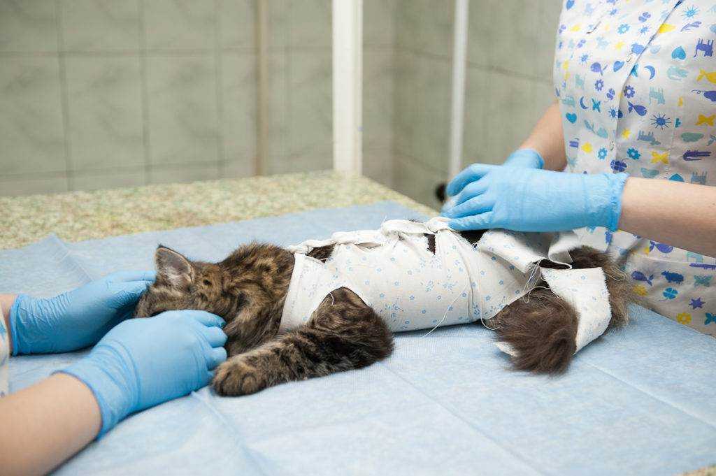 В каком возрасте можно стерилизовать кошку: советы ветеринаров