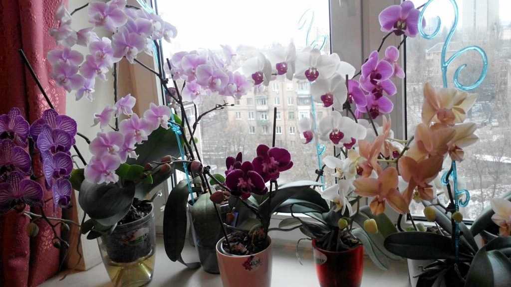 Почему не цветет орхидея – что делать в домашних условиях