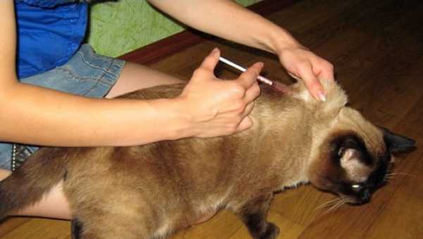 Как сделать коту или кошке укол подкожно, внутримышечно и внутривенно в домашних условиях?