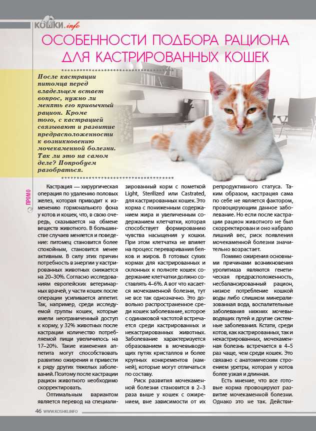 Лапароскопическая стерилизация кошек