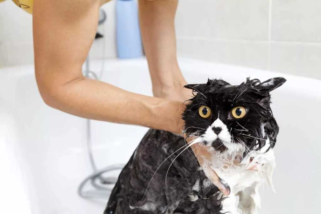 Как помыть кота в домашних условиях, если он боится воды и царапается: подготовка к процедуре, способы мойки кота, как высушить