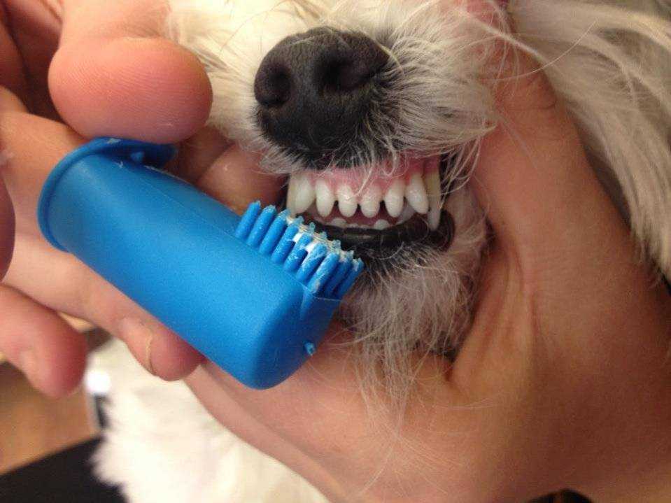 Делюсь инструкцией о том, как чистить зубы собаке без помощи врача Делать это можно дома, главное, приучить питомца к манипуляциям и подобрать правильную щетку и пасту Процедура занимает 2-3 минуты Нужно проводить щеткой от корня зуба к его острой части,