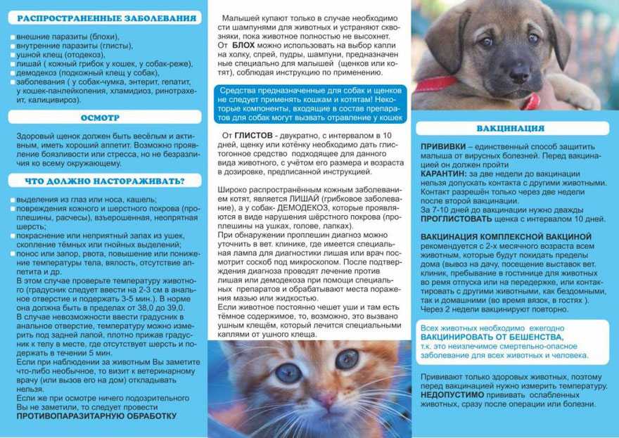 Как подготовить кошку к стерилизации: советы ветеринара. когда можно стерилизовать кошку - animallist.ru
