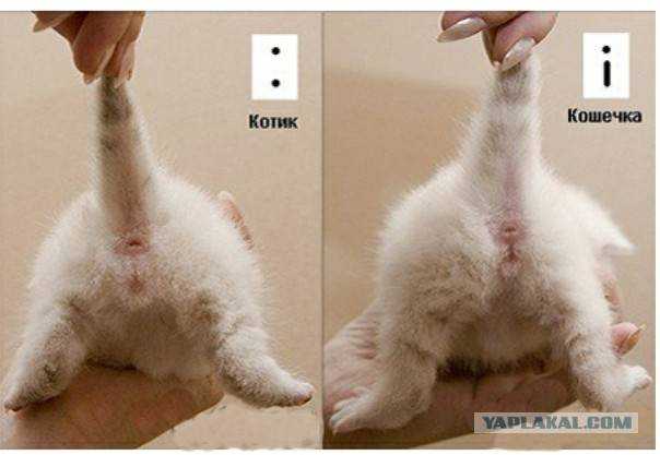 Как определить кот или кошка у новорожденных котят: фото