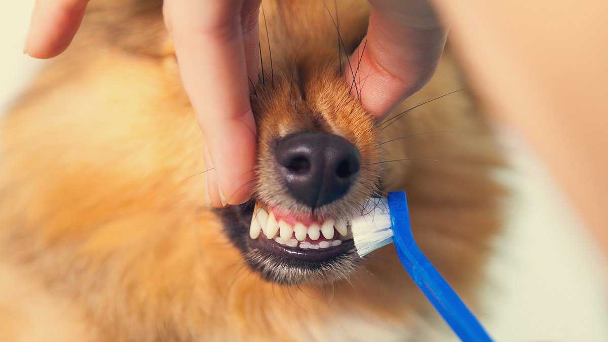 Как и чем чистить собаке зубы в домашних условиях